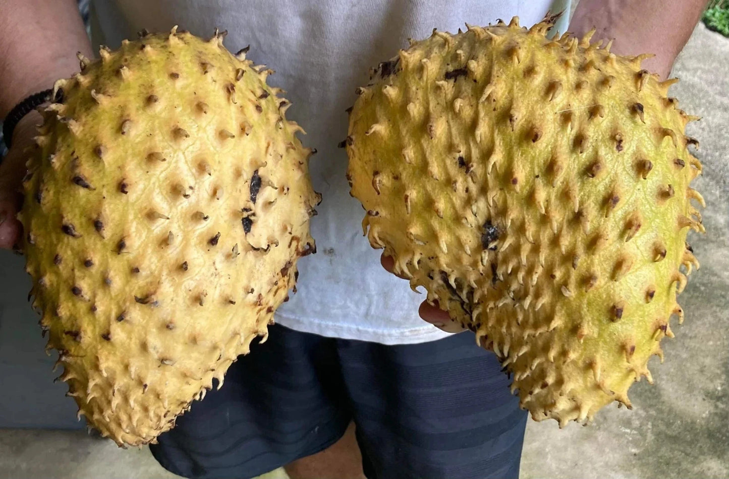 Premium Golden Soursop Seeds (Annona muricata) – Rare Yellow Graviola Heirloom Fruit Seeds for Planting (1,000+ Count Bulk Parcel)