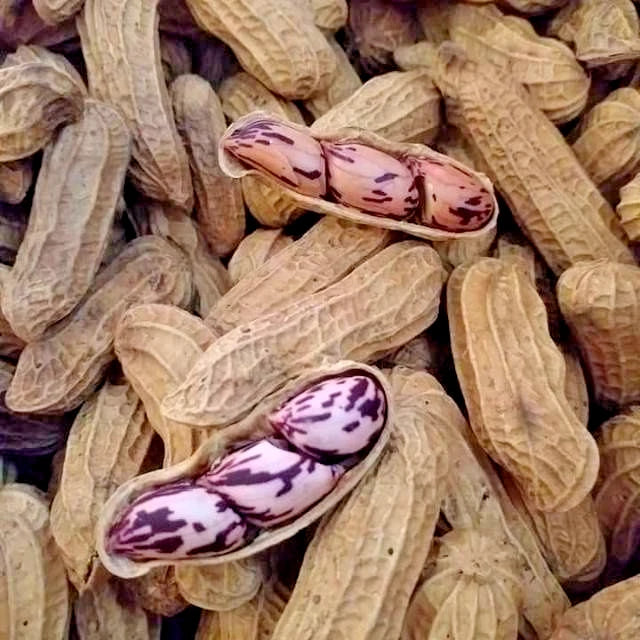 Batik Peanut Seeds (Arachis hypogaea) – 1.000+ Premium Rare Exotic Striped Batik Groundnut Seeds for Planting