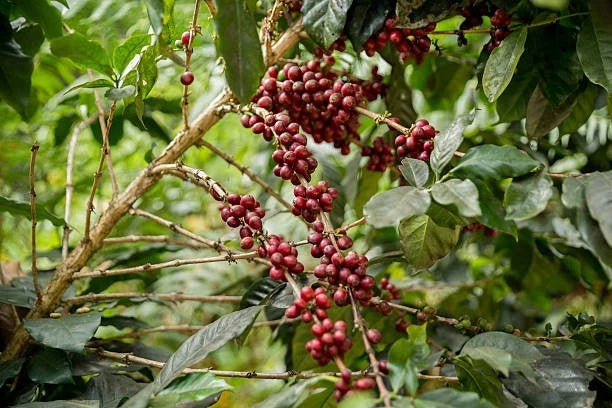 Centroamericano H1 Coffee 300+ Seeds (Coffea arabica / Sarchimor Hybrid) – Bulk F1 Hybrid Specialty Coffee Beans for Planting and Cultivation