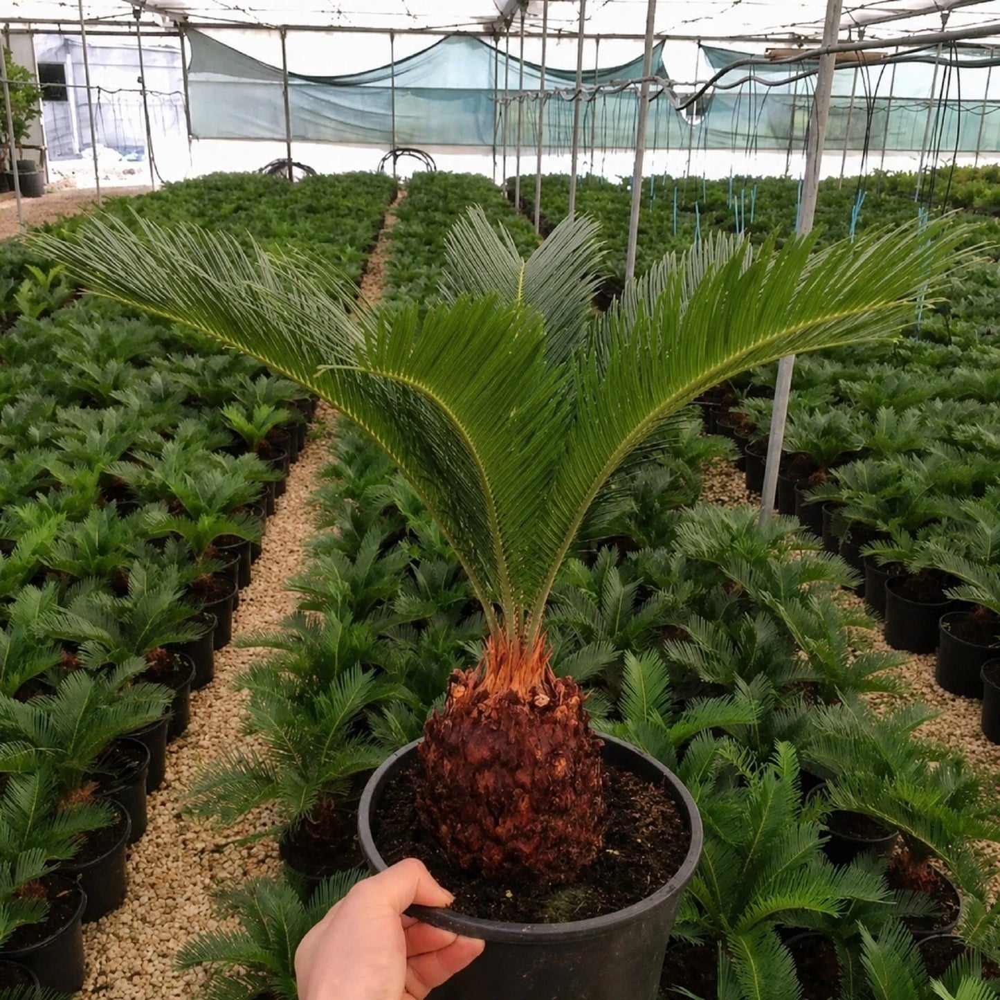 Sago Palm (Cycas revoluta) - Classic Tropical Architectural Plant