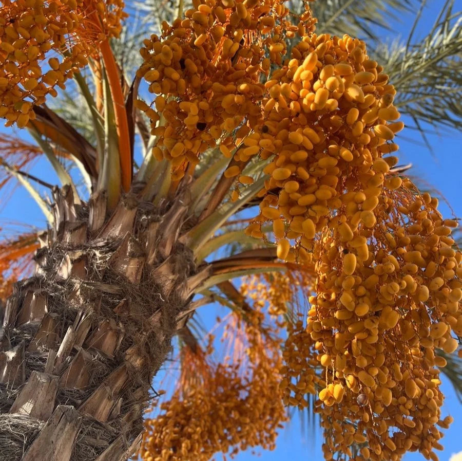 Fard Date Palm Seeds (Phoenix dactylifera 'Fard') – 35 Premium Fresh Ultra-Sweet Omani Fard Date Seeds