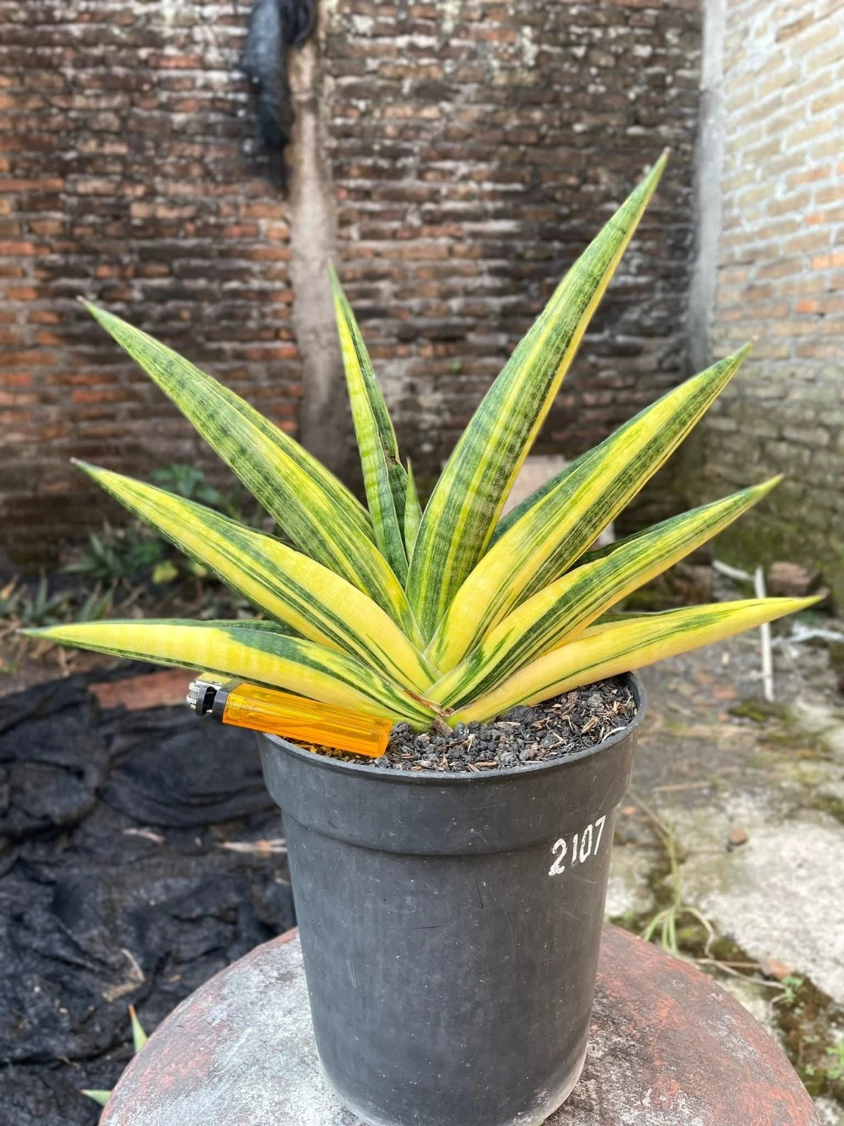 Sansevieria 'Marsha Anjani' Variegated - Rare Architectural Collector's Specimen