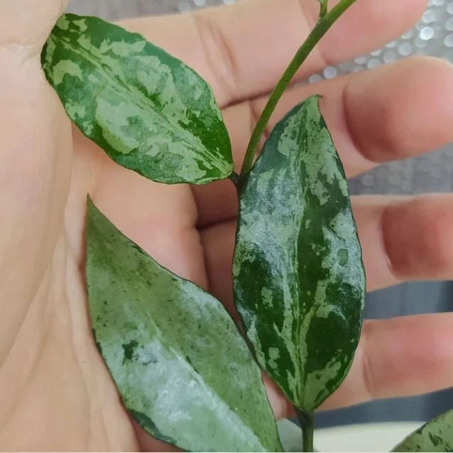 Hoya Lacunosa ‘Green Flame’ | Rare Tropical Wax Plant | Collector Hoya | Indoor Outdoor Houseplant