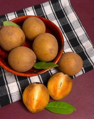35+ 'CO-3' Sapodilla Seeds (Manilkara zapota) – Elite High-Yield 'Chico Zapote' Genetic Stock (Collectors Quality)