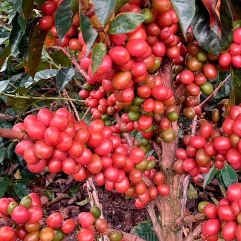 Pink Bourbon Coffee Seeds (Coffea arabica var. Bourbon Rosado) – Premium Certified Rare Specialty Gourmet Coffee Bean Seeds for Planting (120 Pcs)