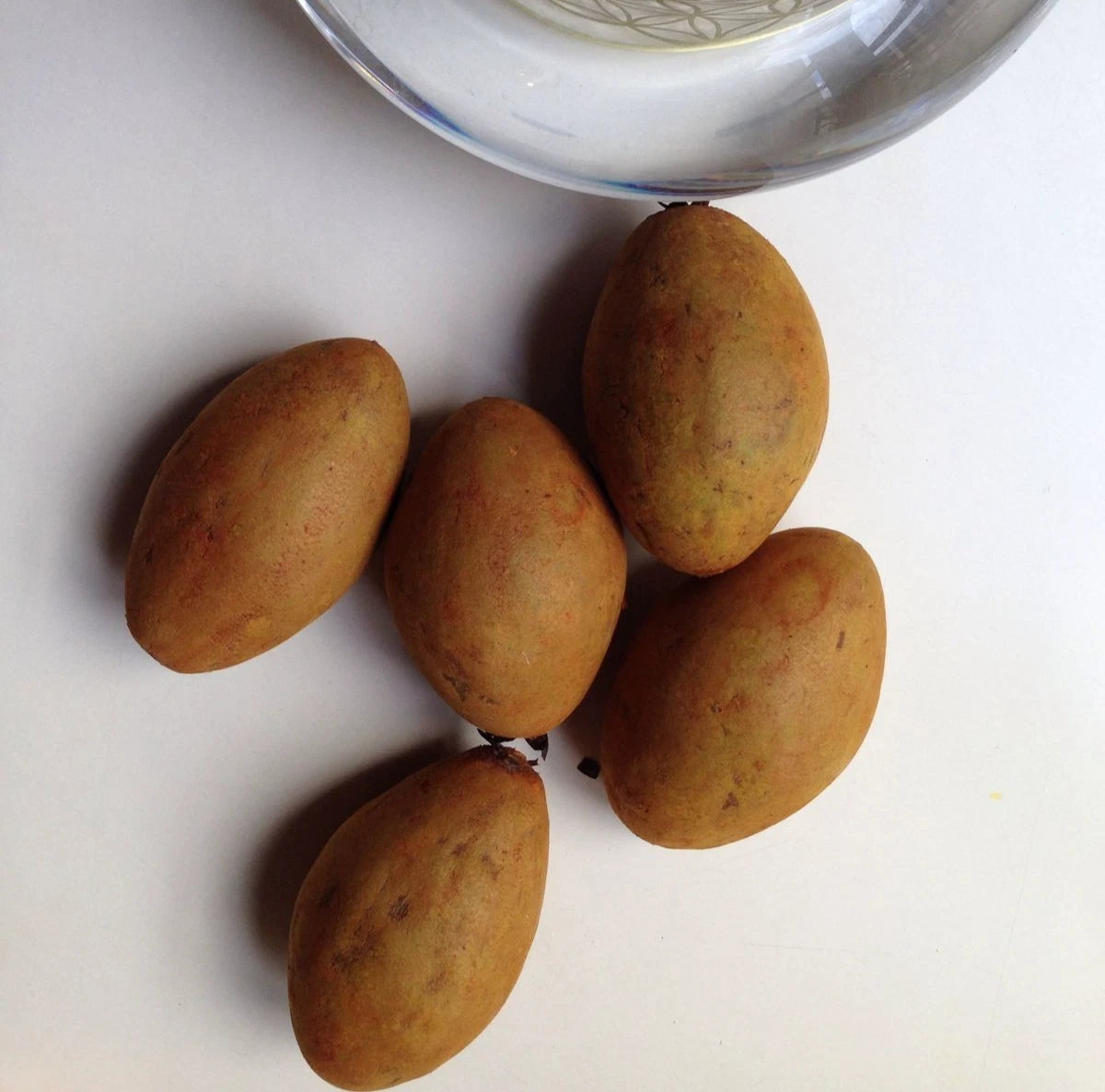 Premium Sapodilla Seeds var. Alano (Manilkara zapota 'Alano') – Dwarf Sweet Chico Zapote Fruit Seeds for Planting (35 Pcs)