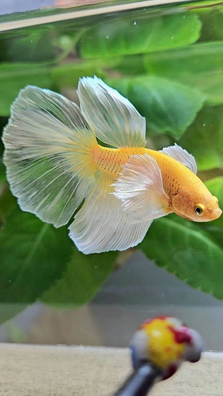 Rare Halfmoon Dumbo Ear Gold Butterfly - Premium Import Betta Fish From Indonesia