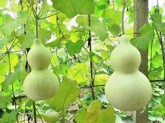 Bottle Gourd Seeds (Lagenaria siceraria) – 350+ Bulk Premium Heirloom Vegetable Seeds