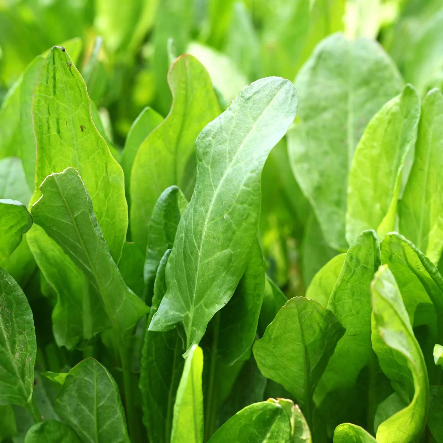 Large Leaf Sorrel Herb Rumex acetosa 250 mg Seeds For Planting