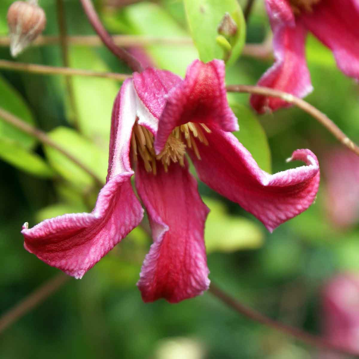 2 Live Starter Plants in 2 Inch Growers Pots Clematis Etoile Rose
