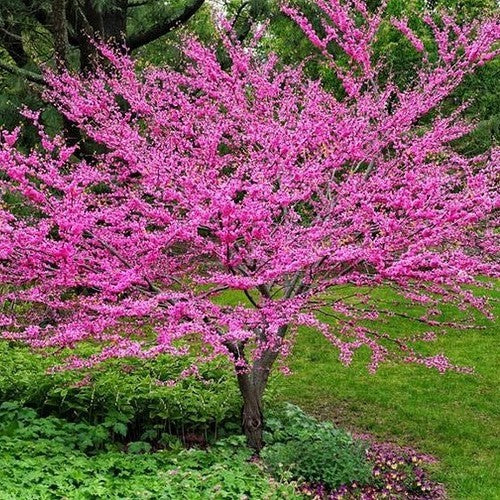 Cercis Chinensis, Chinese Redbud Tree 10 Seeds For Planting