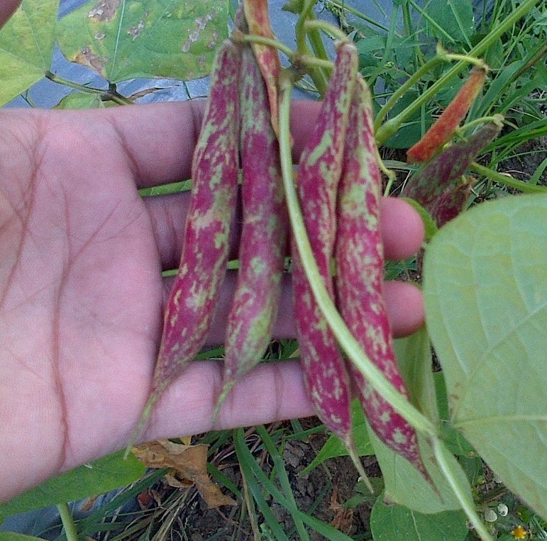 105+ Bean Seeds (Phaseolus vulgaris) Bundling 3 Cultivar Garden Package – Premium Certified Heirloom Vegetable and Legume Seeds for Planting