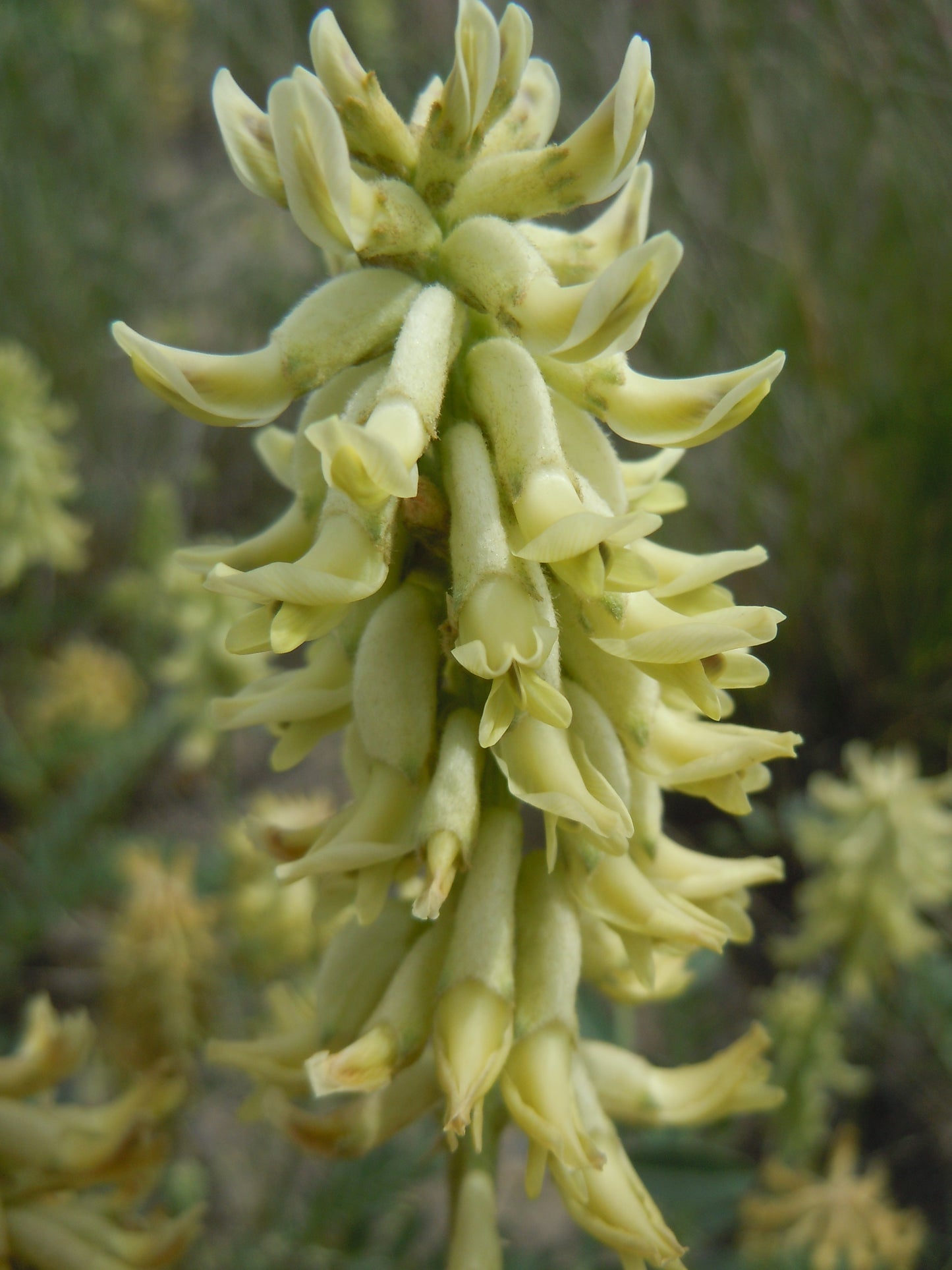 Creamy Milk Vetch Astragalus Racemosus 200 Seeds for Planting