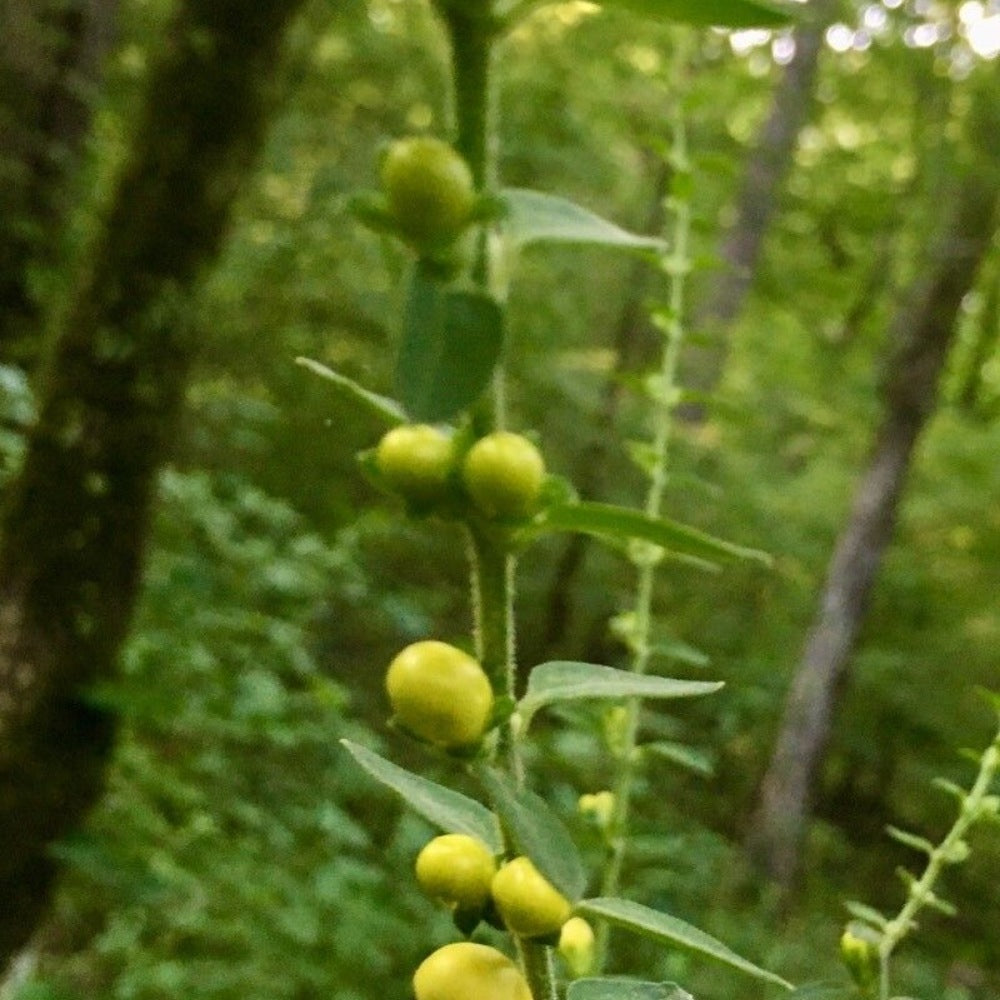 Mullein Foxglove Dasistoma Macrophylla 200 Seeds for Planting Seymeria Macrophylla Wildflower Seeds