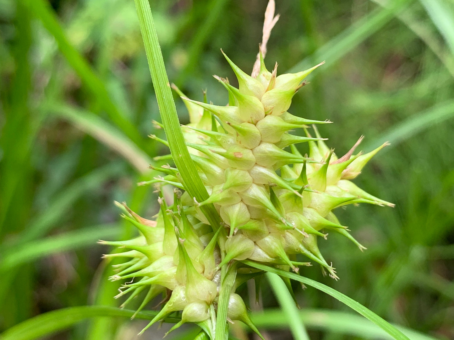 Deflexed Bottle-brush Sedge Carex retrorsa 100 Seeds for Planting