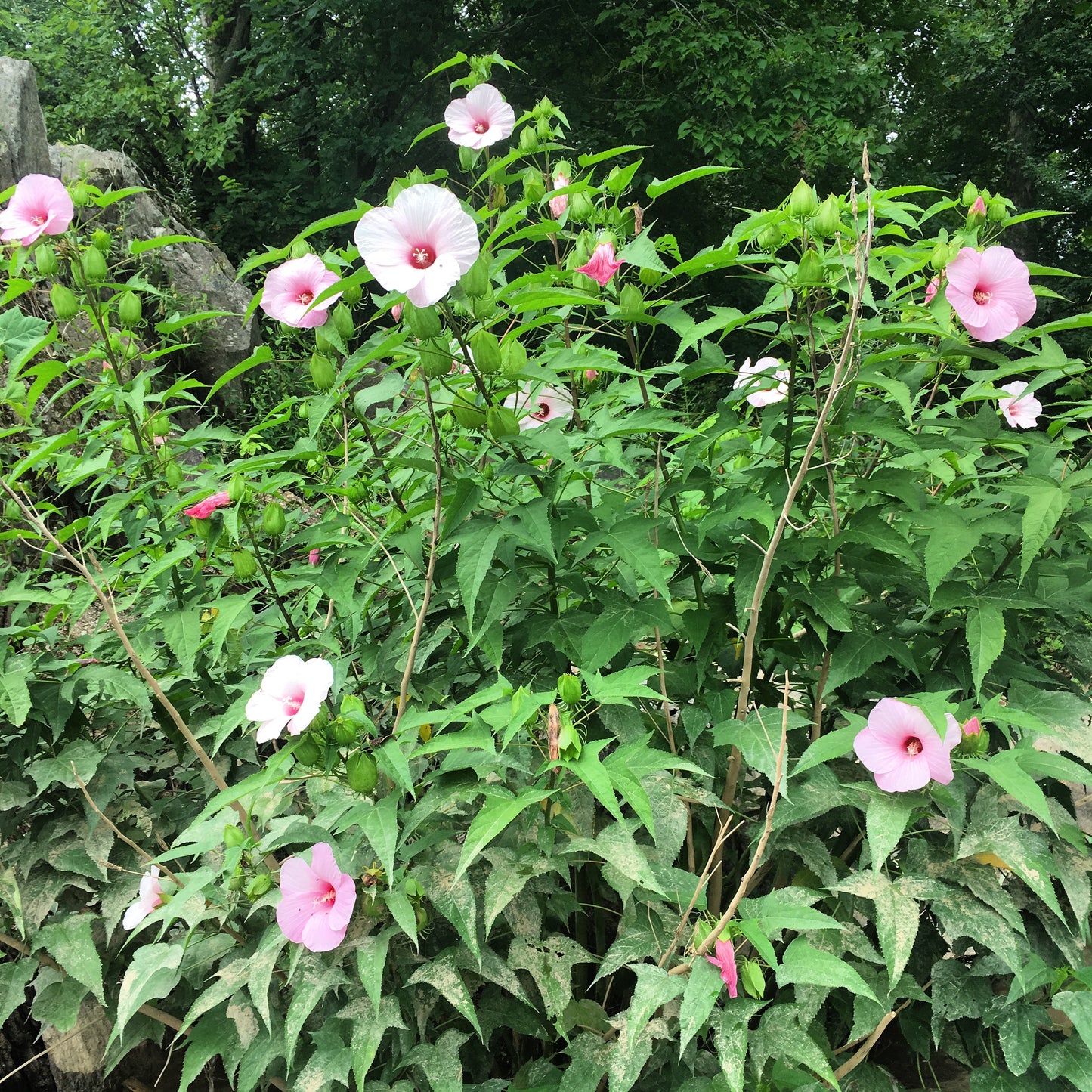 Hibiscus laevis Rose Mallow 75 Seeds for Planting