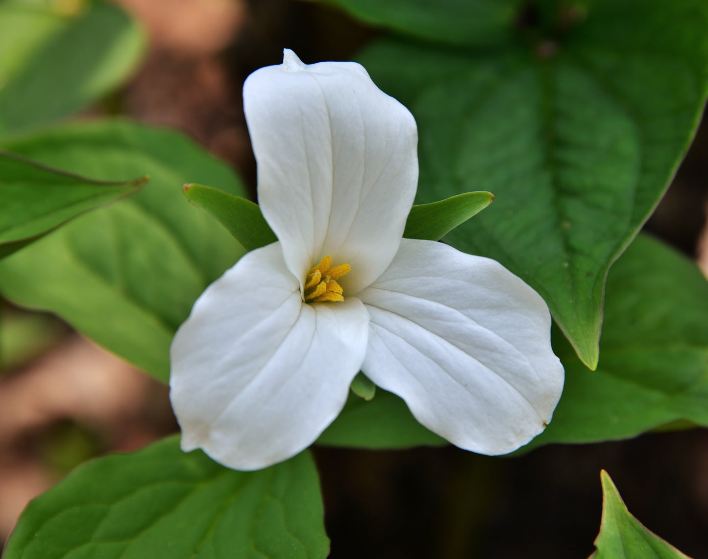 Large-flowered Trillium Trillium Grandiflorum 20 Seeds for Planting White Trillium Snow Wake Robin