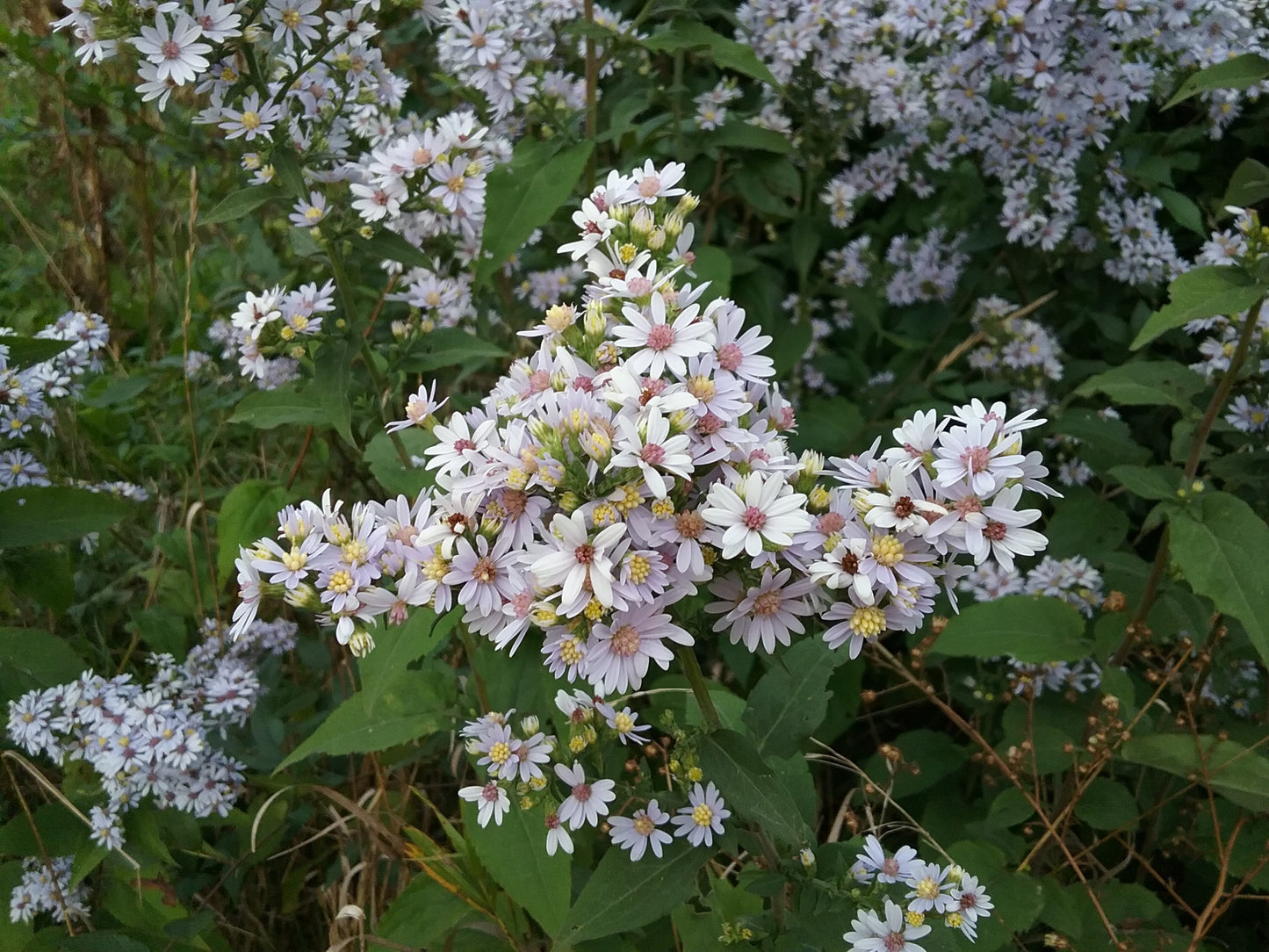 Drummond's Aster Symphyotrichum urophyllum 500 Seeds for Planting Hairy Heart-Leaved Aster Seeds