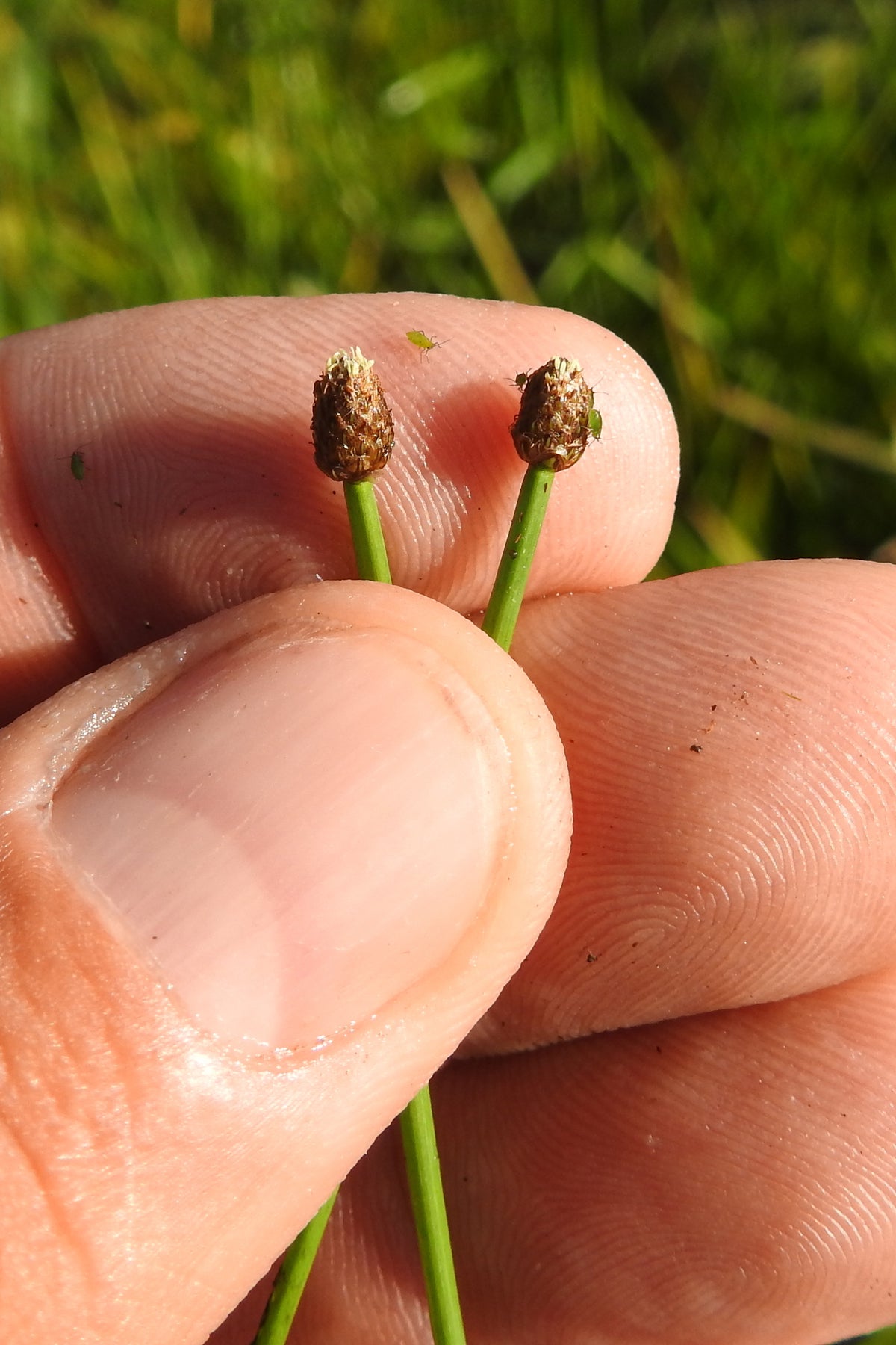 Blunt Spike Rush Eleocharis obtusa 750 Seeds for Planting