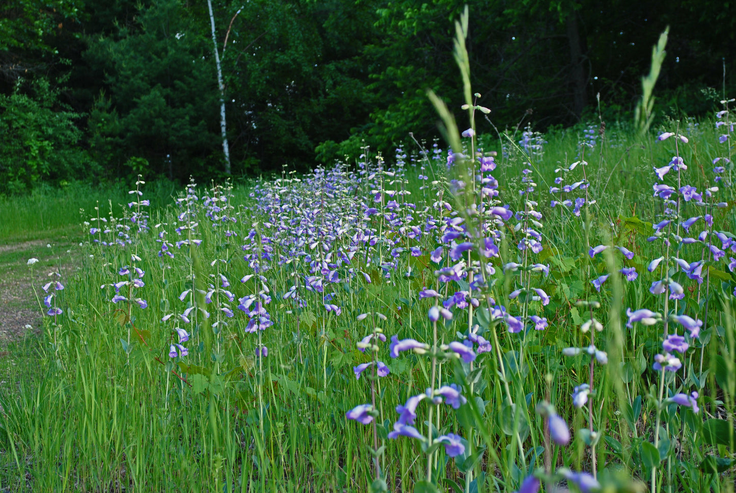 Large-Flowered Beardtongue Rare Penstemon Grandiflorus 300 Seeds for Planting Showy Pink Flower