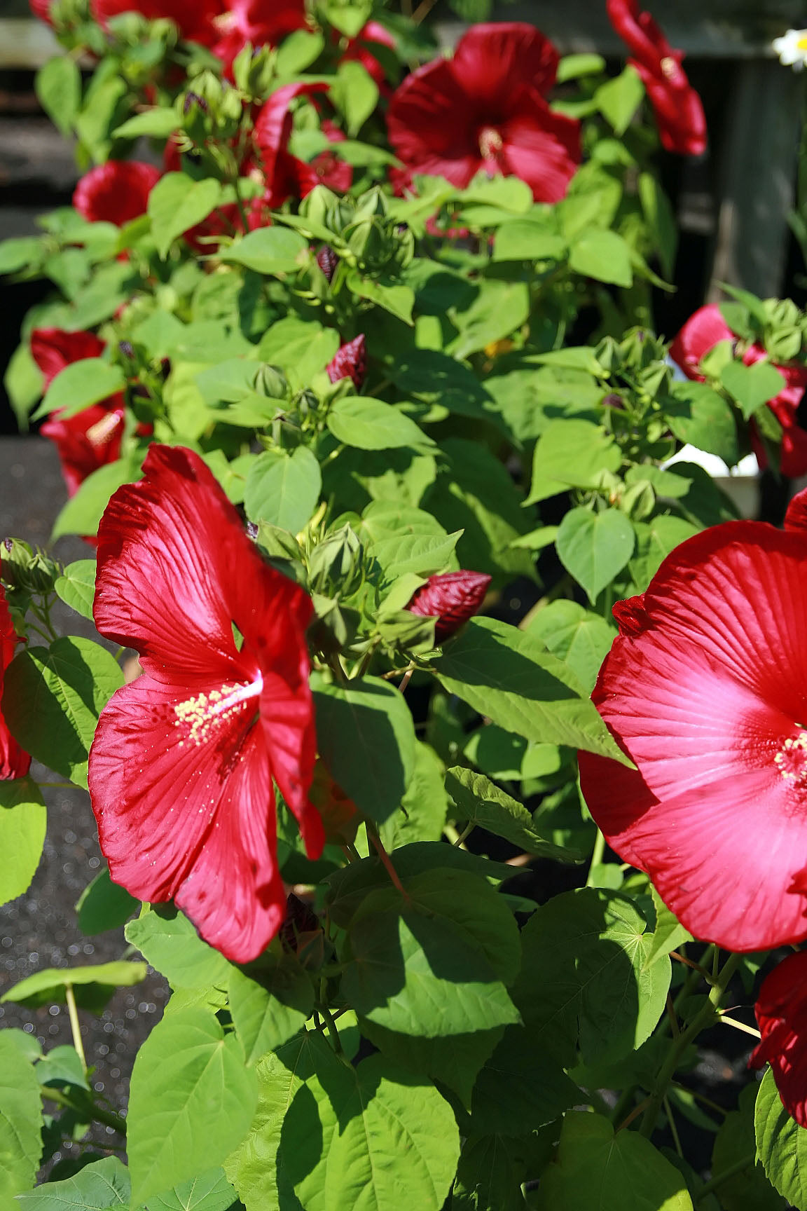 Large Hibiscus Hibiscus Moscheutos 75 Seeds for Planting Swamp Rose Mallow