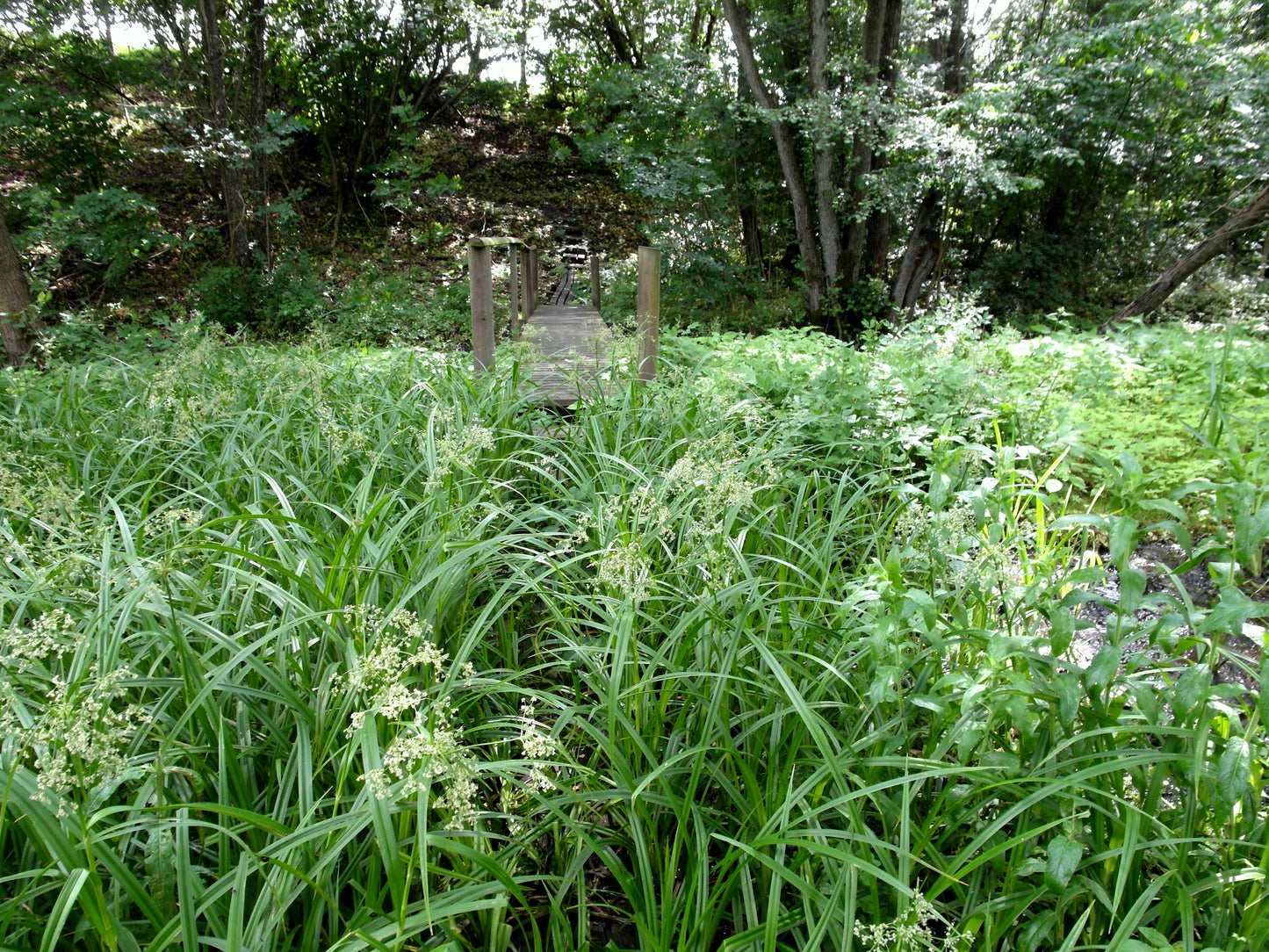 Beak Grass Diarrhena Obovata 100 Seeds for Planting