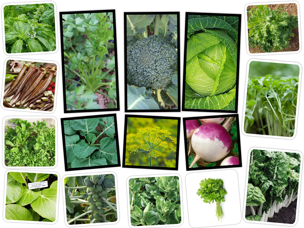 16 Vegetable/Herb/Fruit Seeds Variety Pack for Planting
