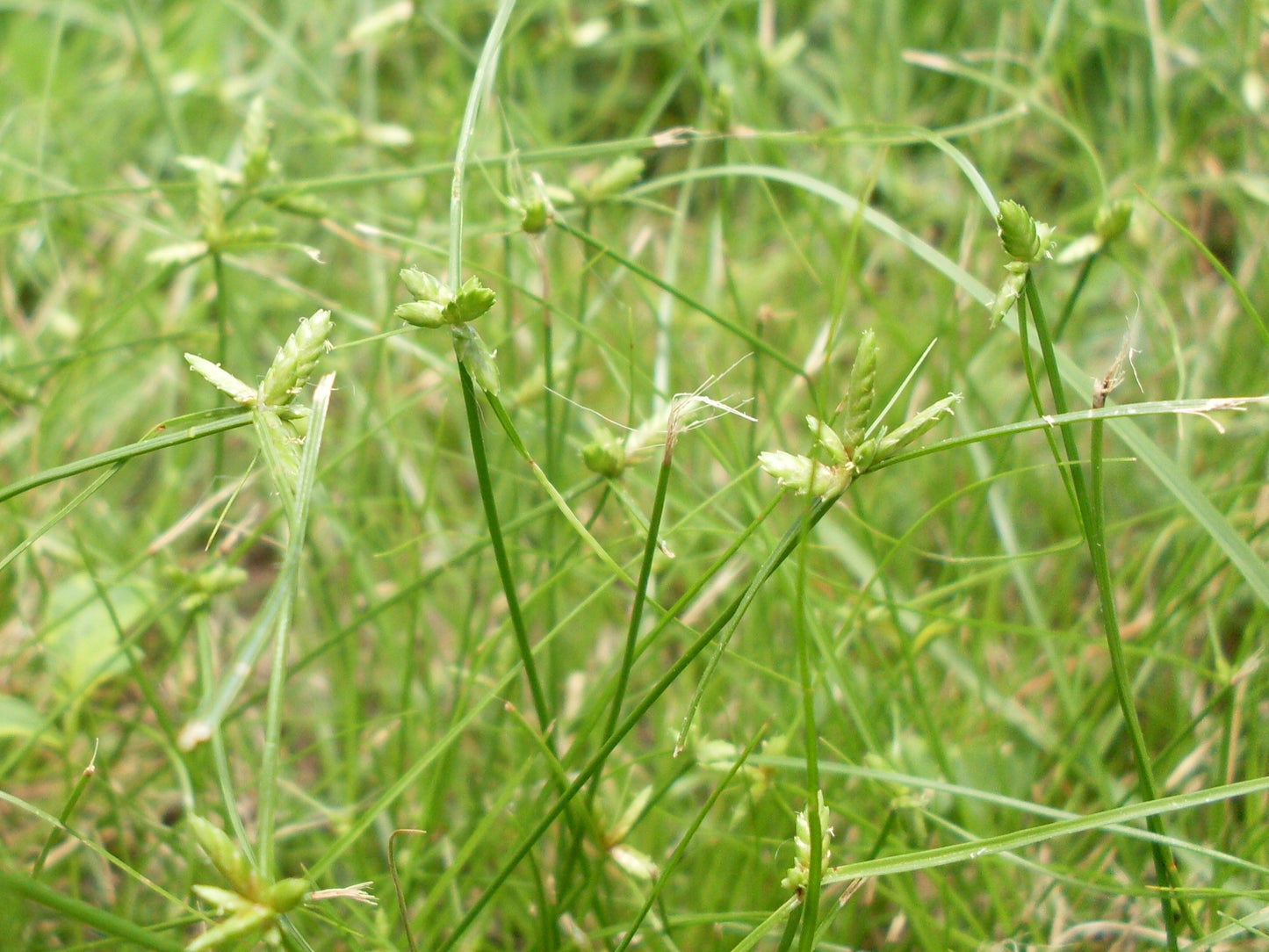 Houghton's Flat Sedge Cyperus Houghtonii 150 Seeds for Planting