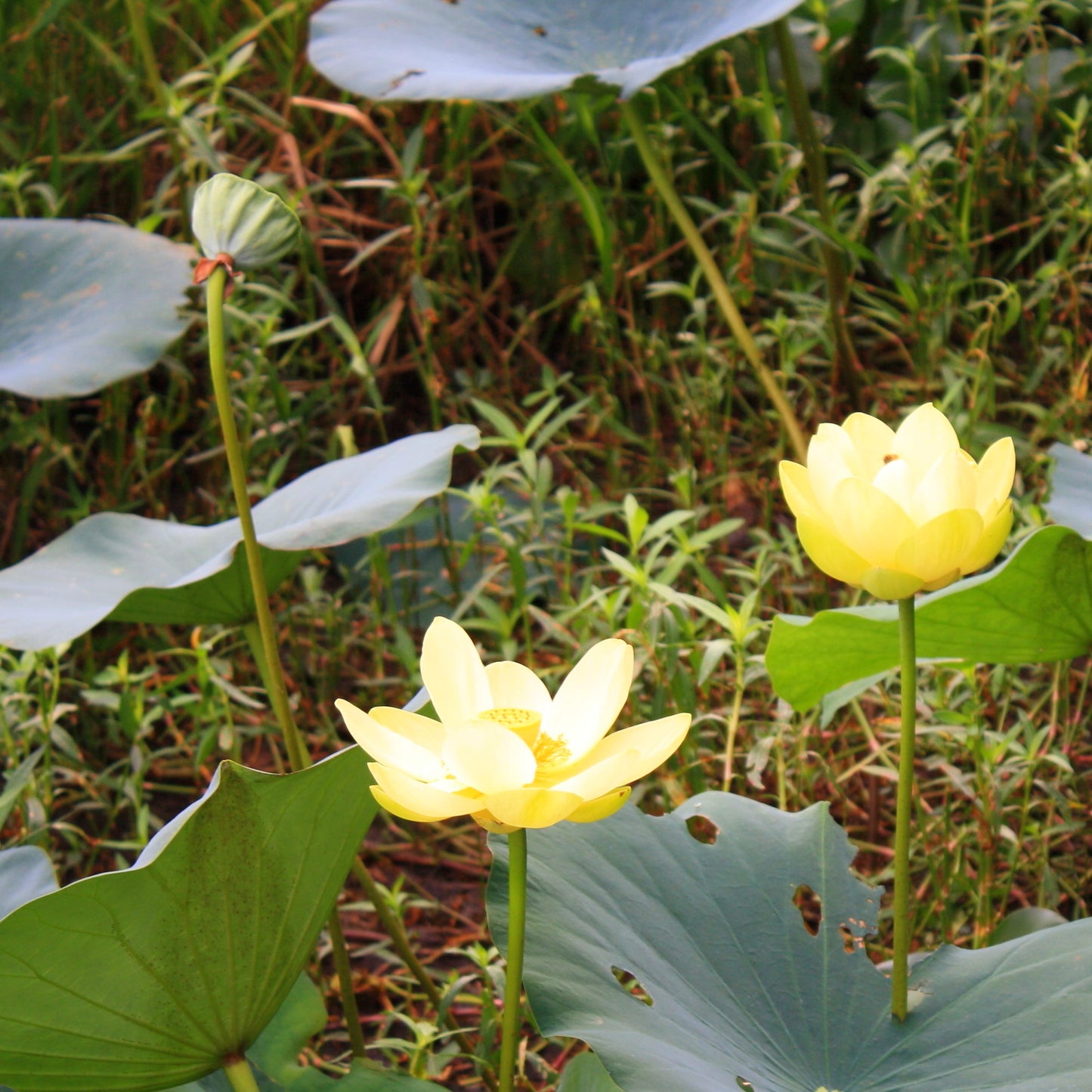 Fragrant American Lotus Nelumbo Lutea 3 Seeds for Planting