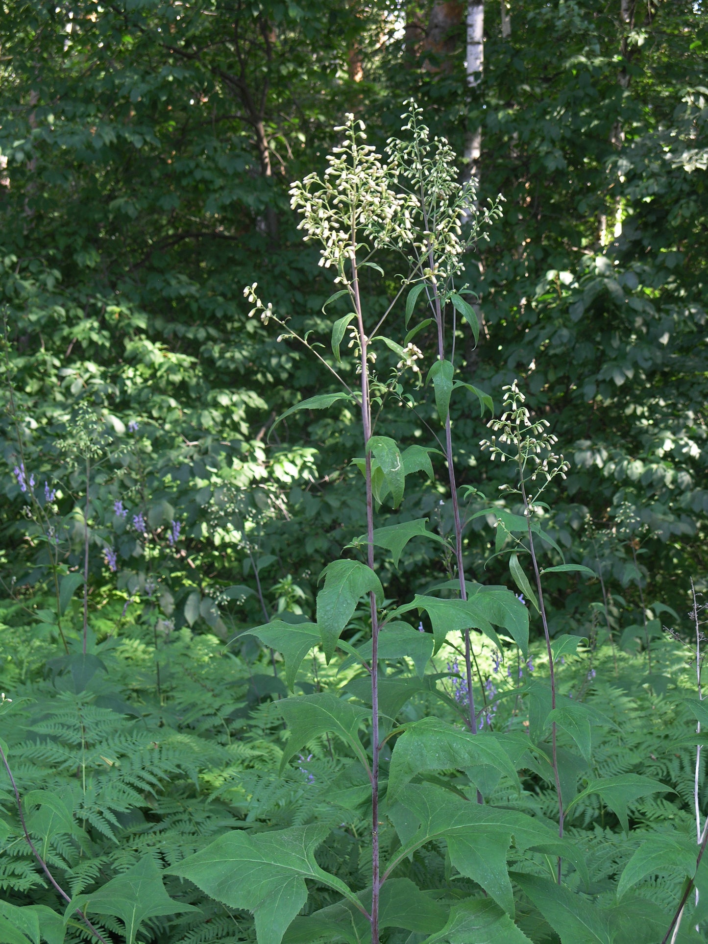 Late Figwort Scrophularia Marilandica 1000 Seeds for Planting