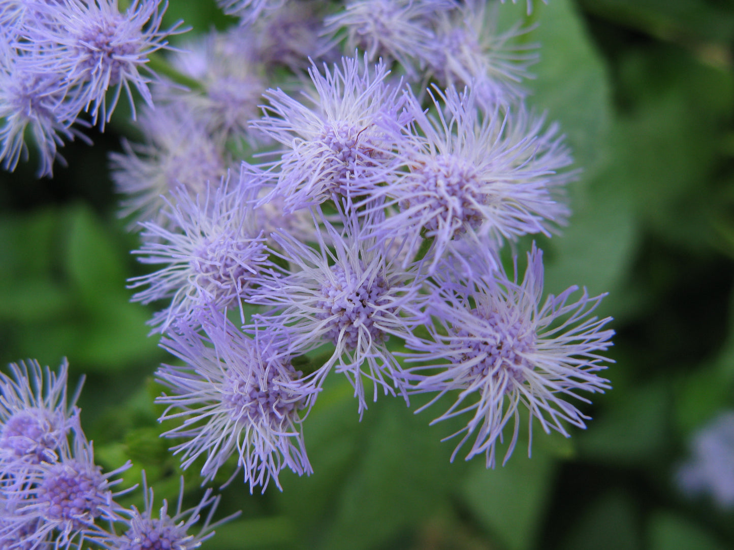 Mistflower Hardy Ageratum 500 Seeds for Planting Eupatorium coelestinum Seeds