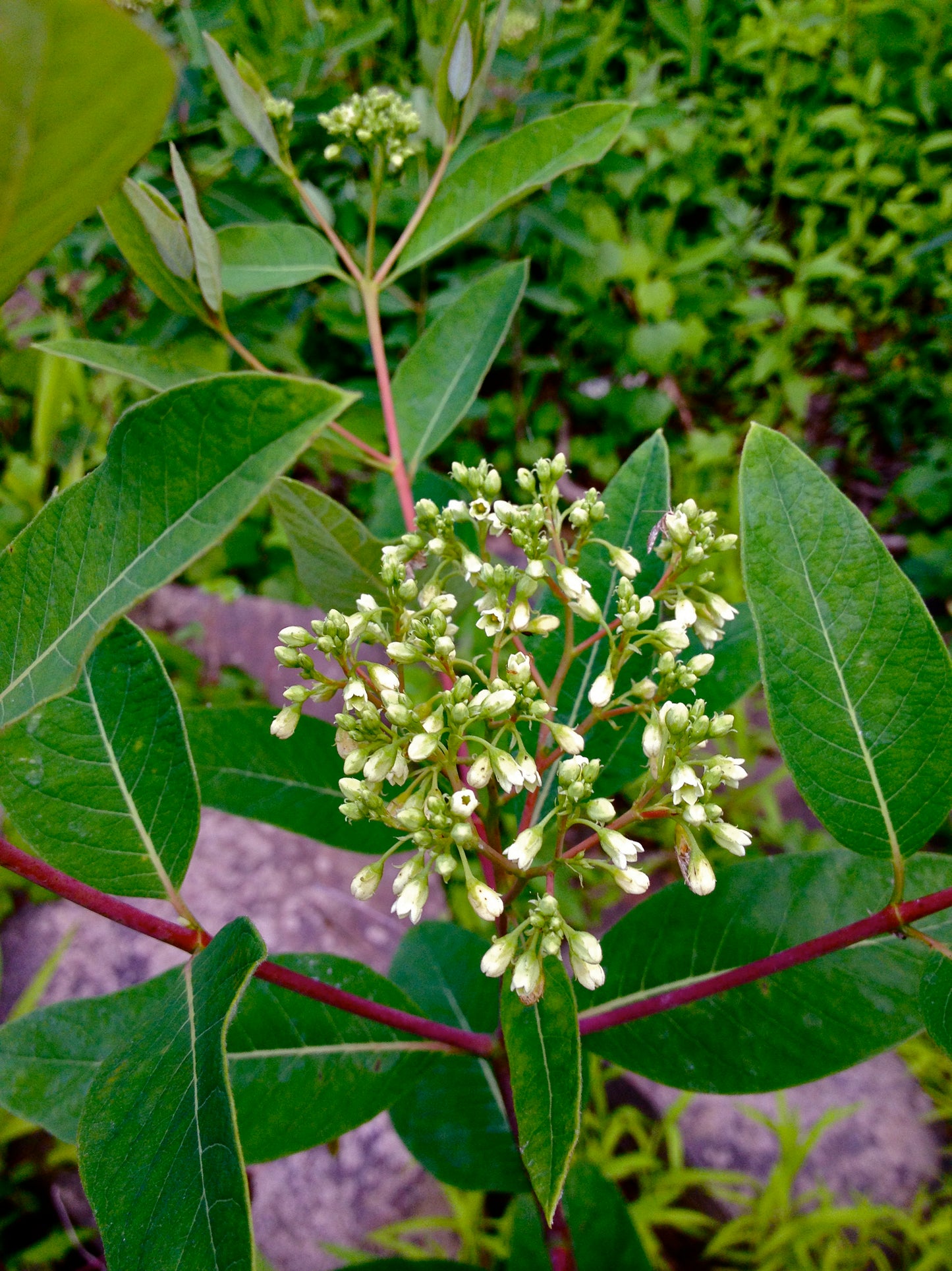 Dogbane Apocynum Cannabinum 75 Seeds for Planting