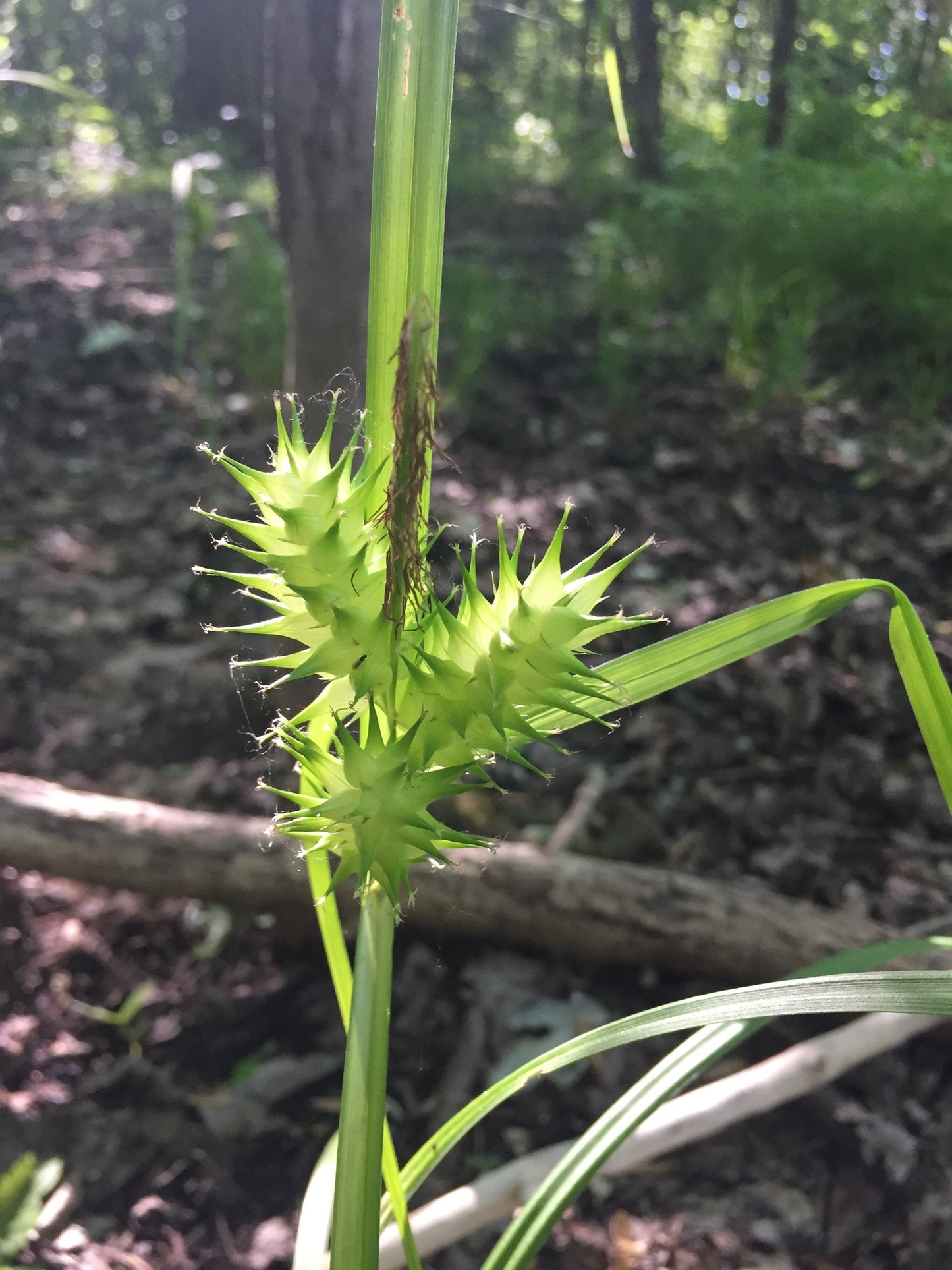 Common Hop Sedge Carex lupulina 100 Seeds for Planting