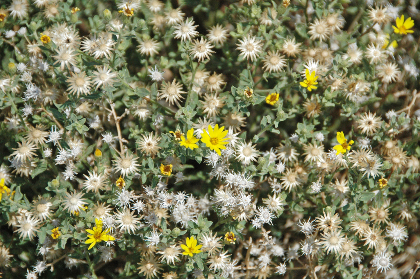Hairy Golden Aster Chrysopsis villosa 150 Seeds for Planting Perennial Plant Seeds