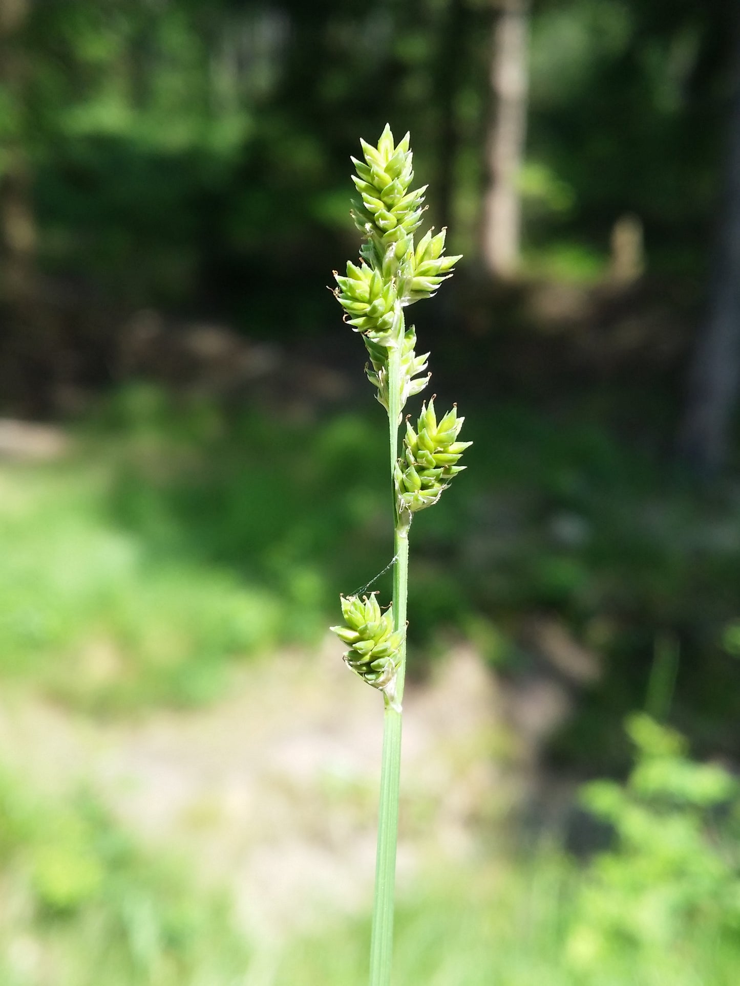 Gray Bog Sedge Perennial Carex canescens 1000 Seeds for Planting
