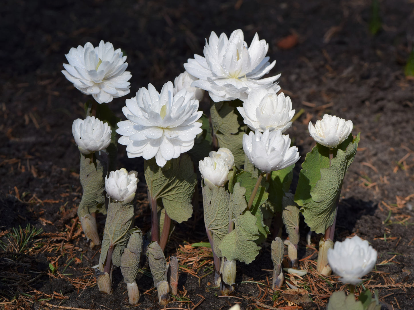 Bloodroot Sanguinaria Canadensis 20 Seeds for Planting Stunning White Blossoms