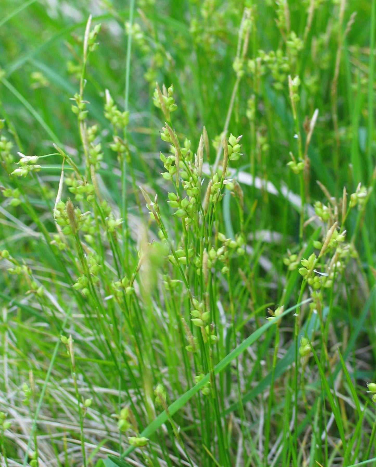 Hardy Bur-reed Sedge Carex Sparganioides 100 Seeds for Planting