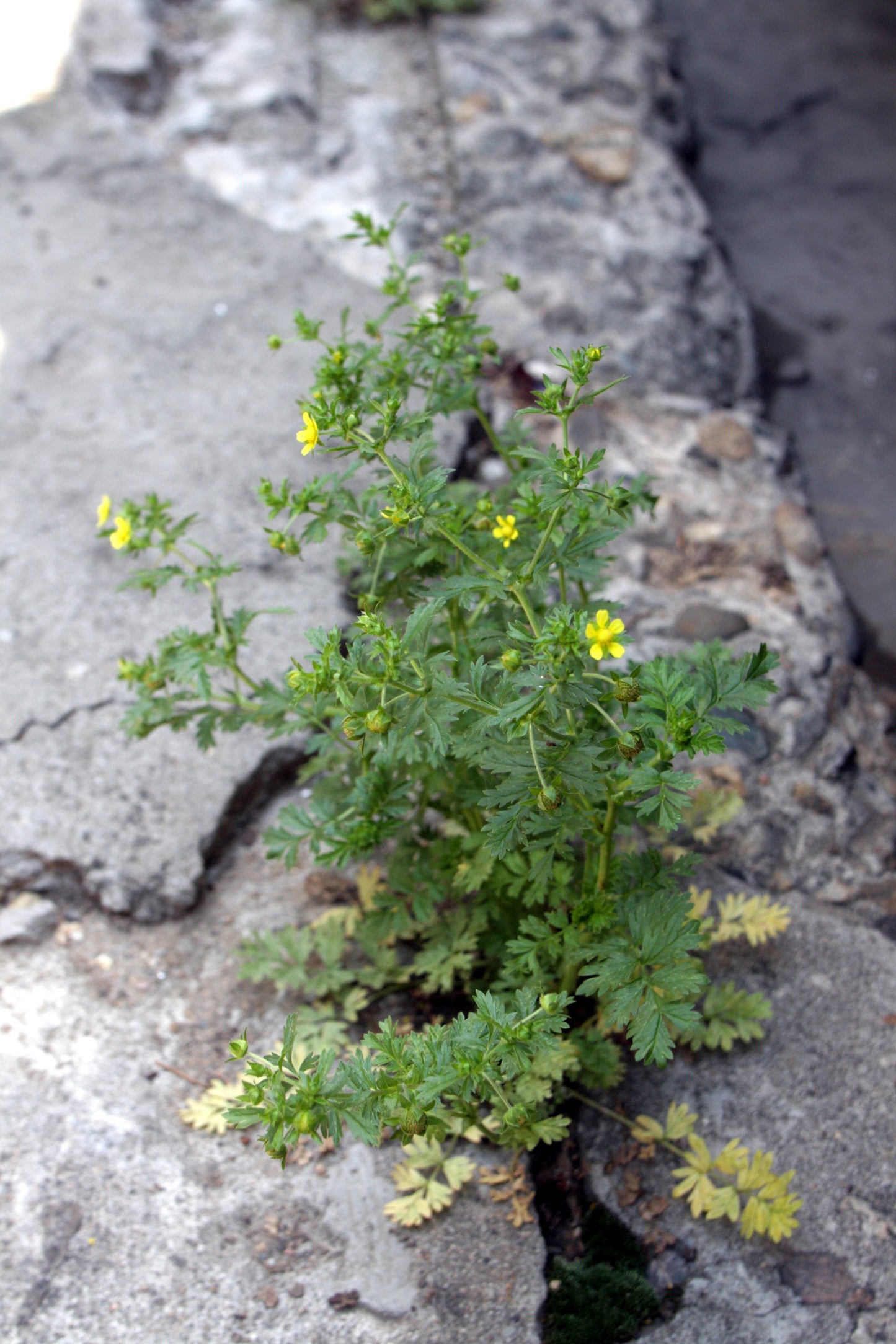 Bushy Cinquefoil Potentilla Paradoxa 500 Seeds for Planting
