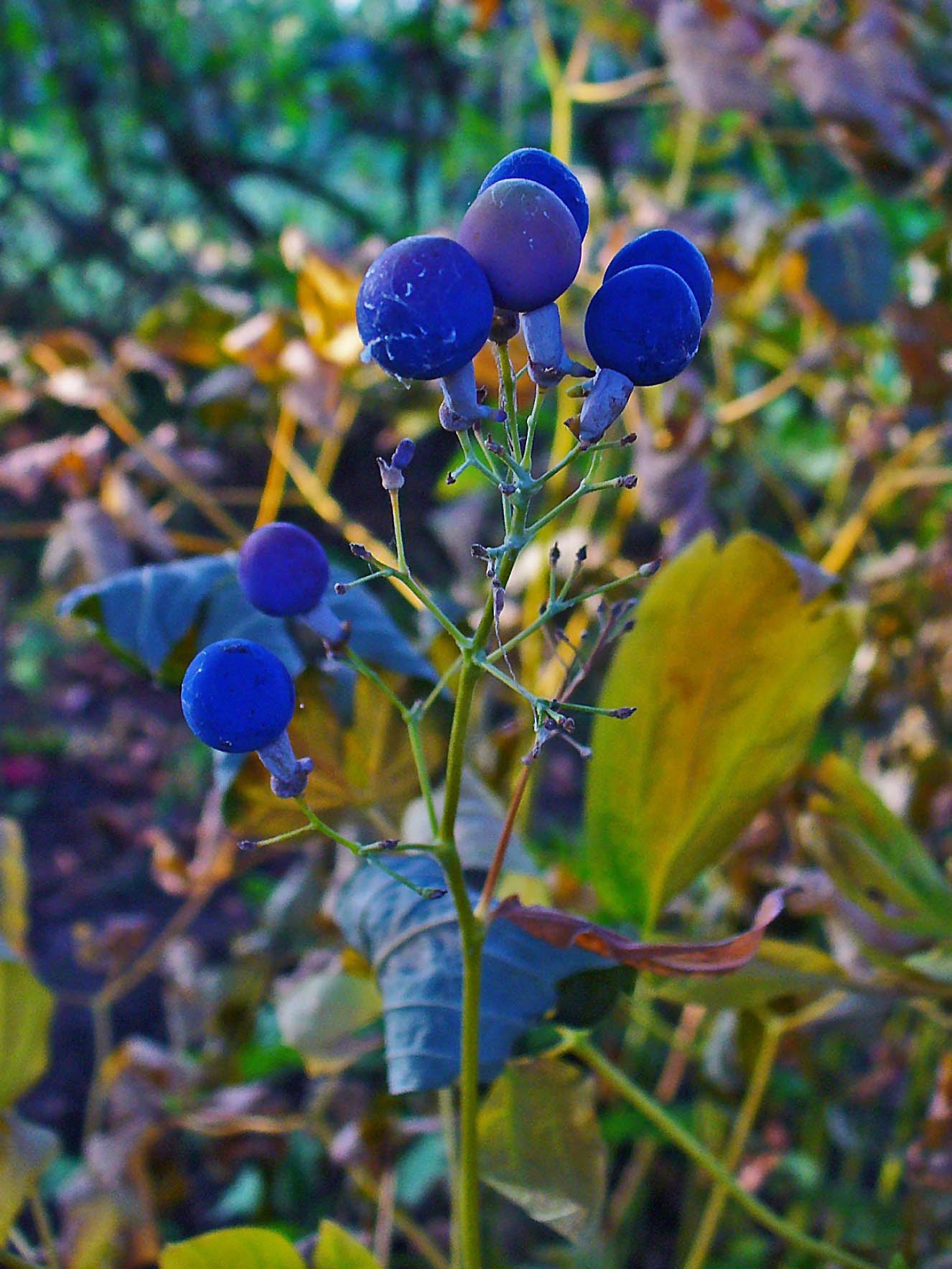 Blue Cohosh Caulophyllum thalictroides 5 Seeds for Planting Woodland Perennial Seeds