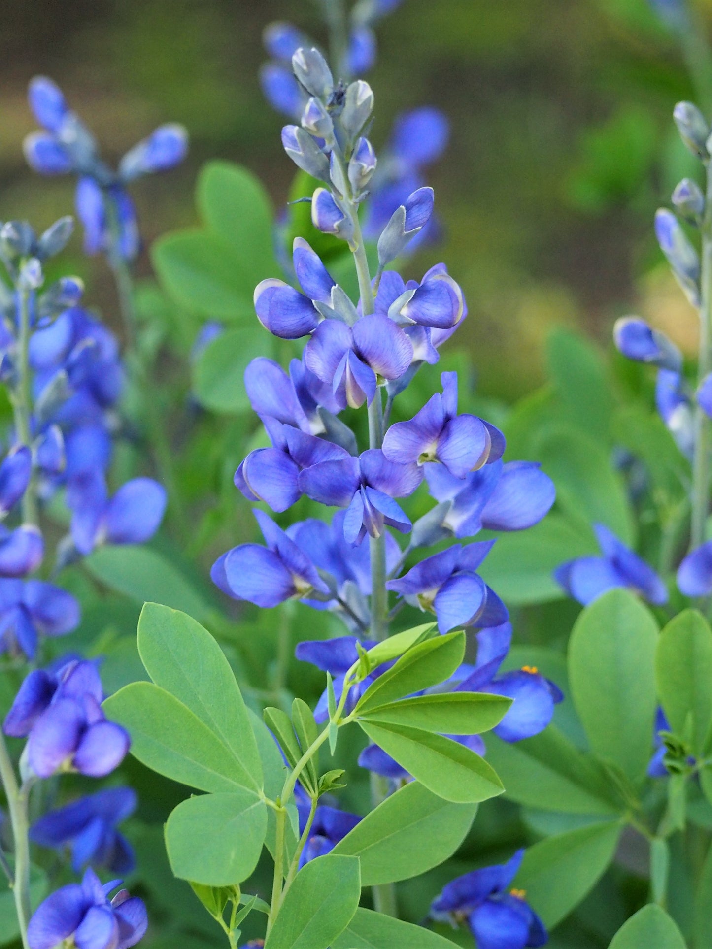 Blue Wild Indigo Baptisia Australis 75 Seeds for Planting