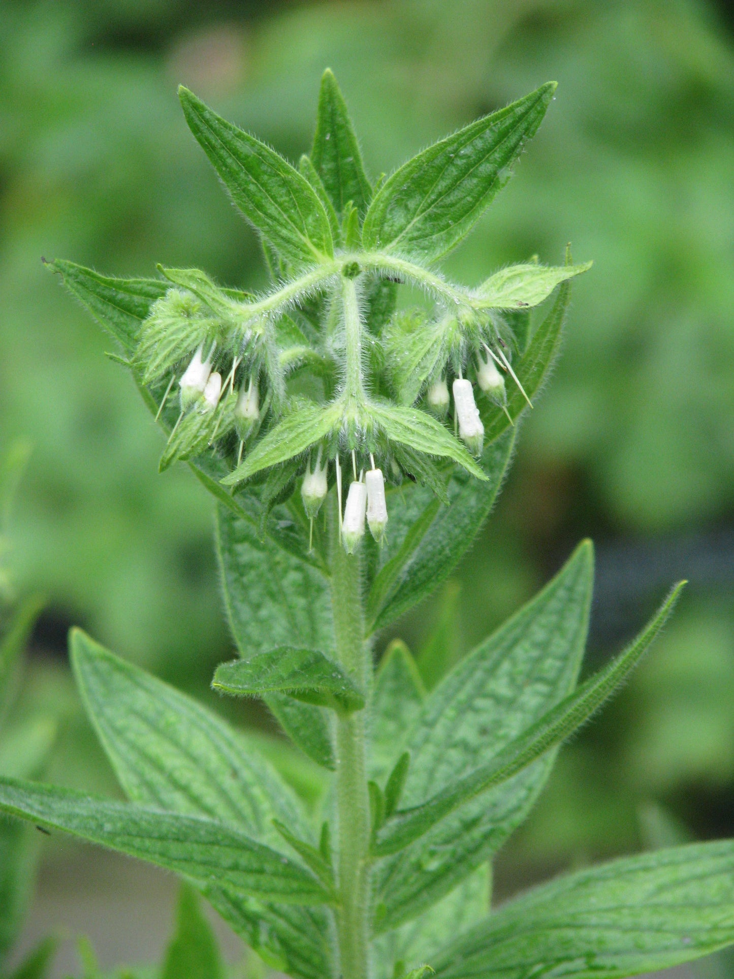 Western Marbleseed Onosmodium Molle 25 Seeds for Planting