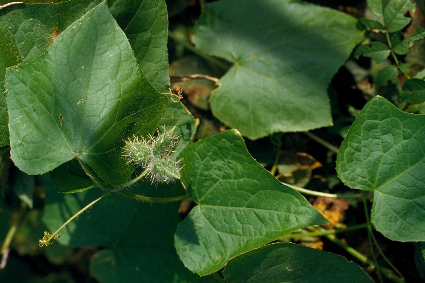 Bur Cucumber Sicyos Angulatus 50 Seeds for planting