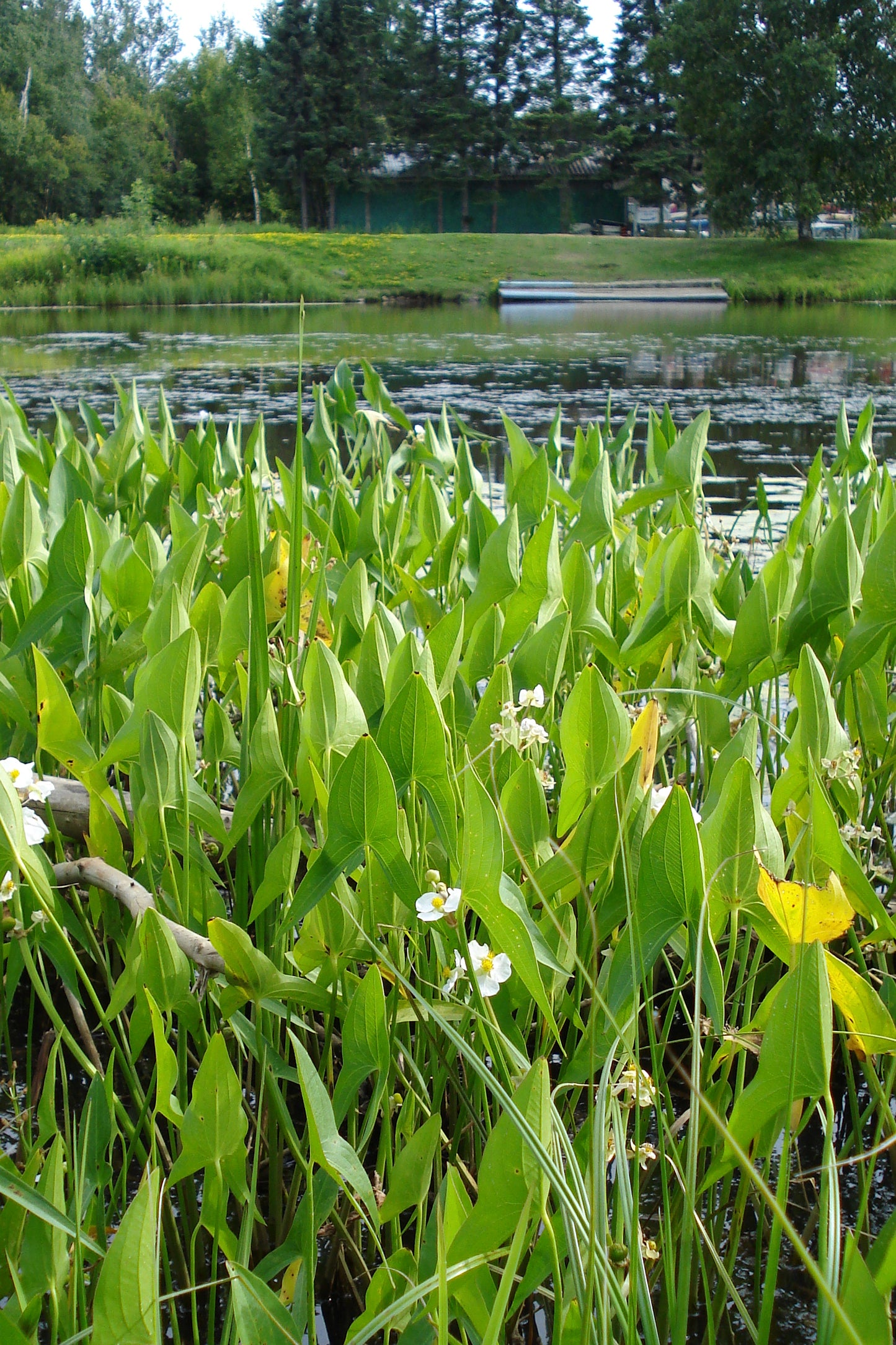 Common Arrowhead Sagittaria latifolia 750 Seeds for Planting