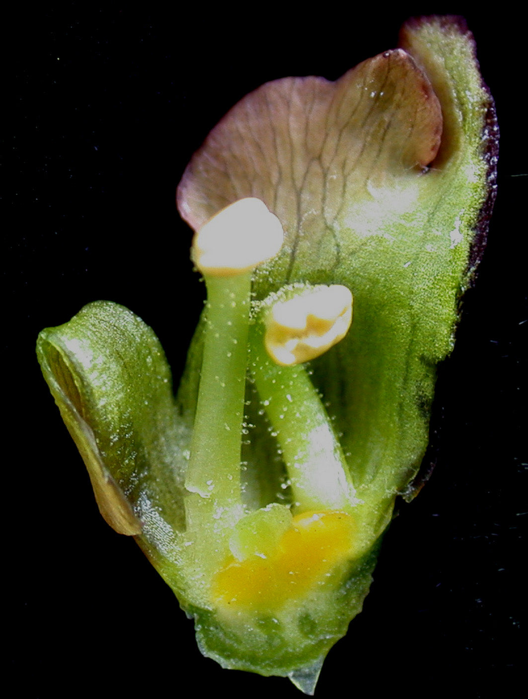 Early Figwort Scrophularia Lanceolata 750 Seeds for Planting