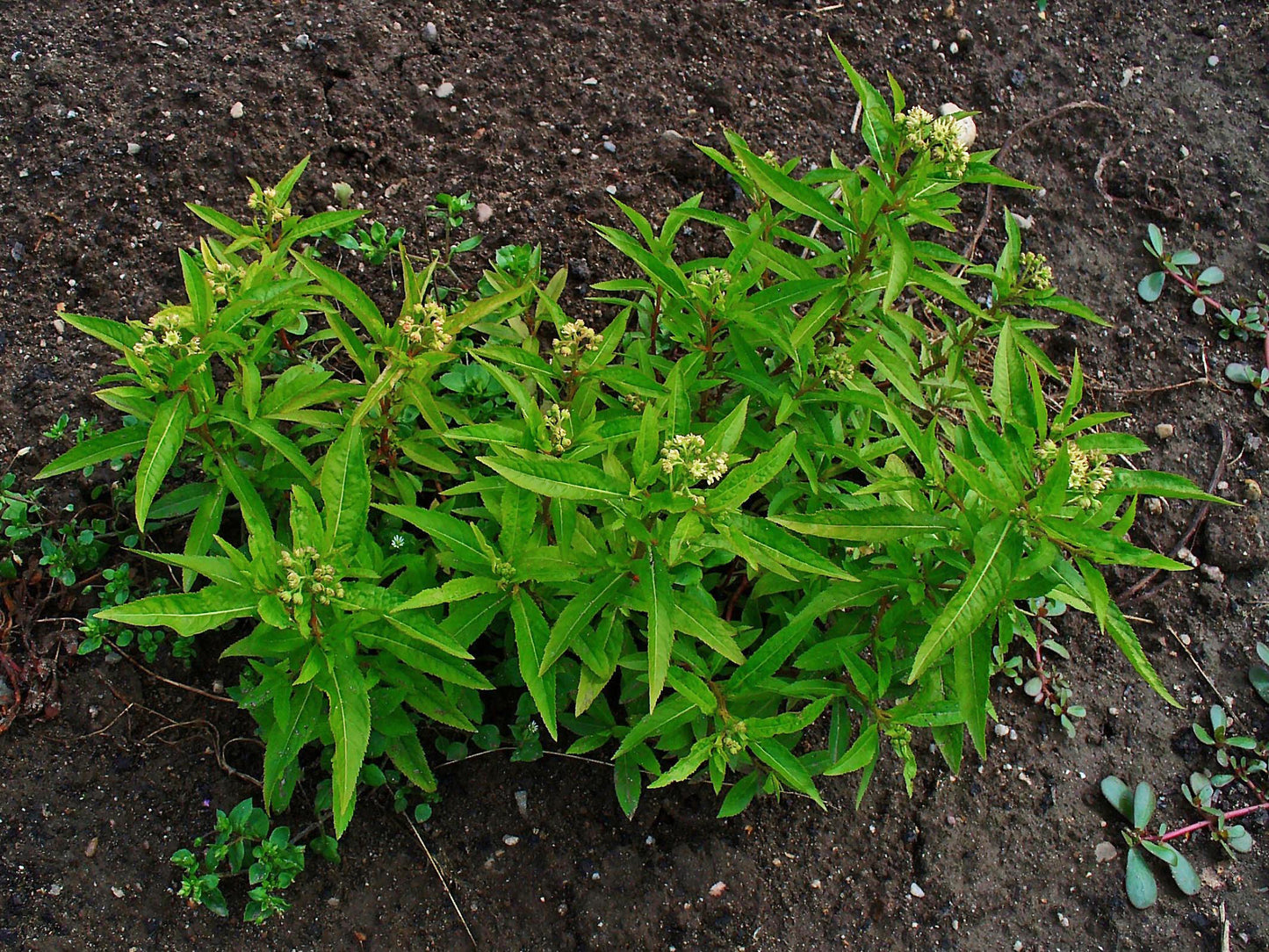 Ditch Stonecrop Penthorum Sedoides 1000 Seeds for Planting