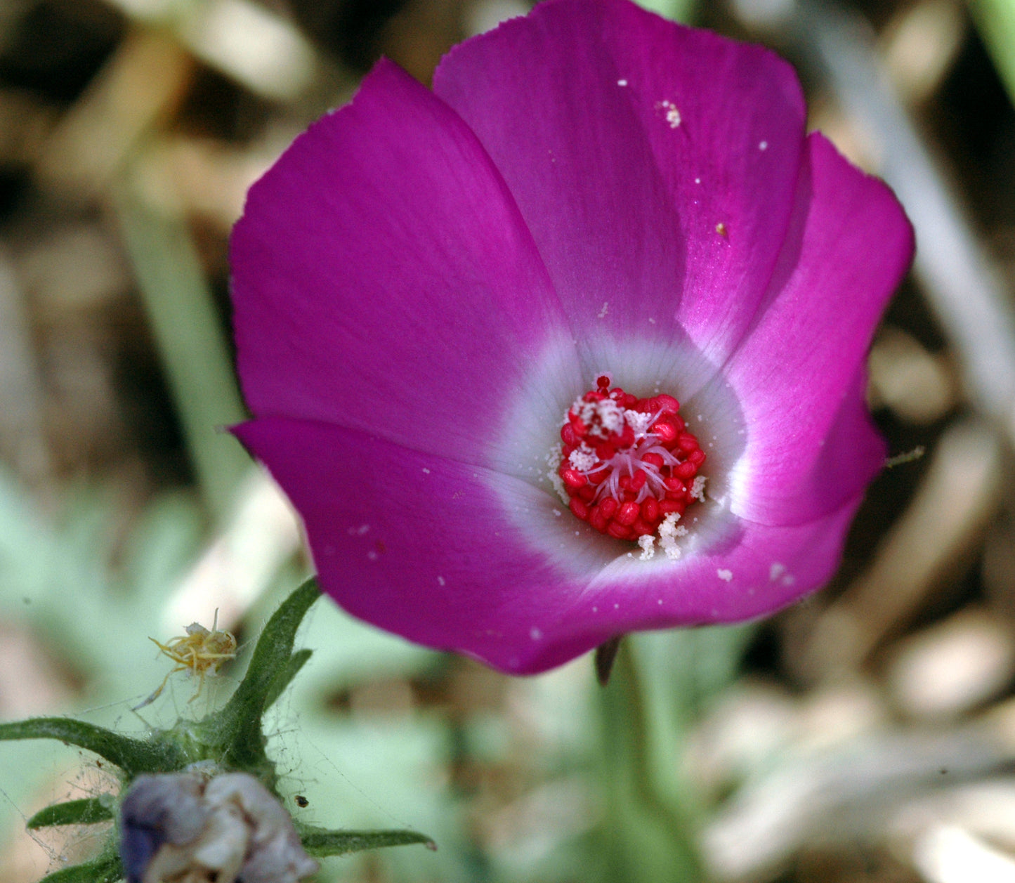 Clustered Poppy Mallow Callirhoe Triangulata 50 Seeds for Planting Wine Cups