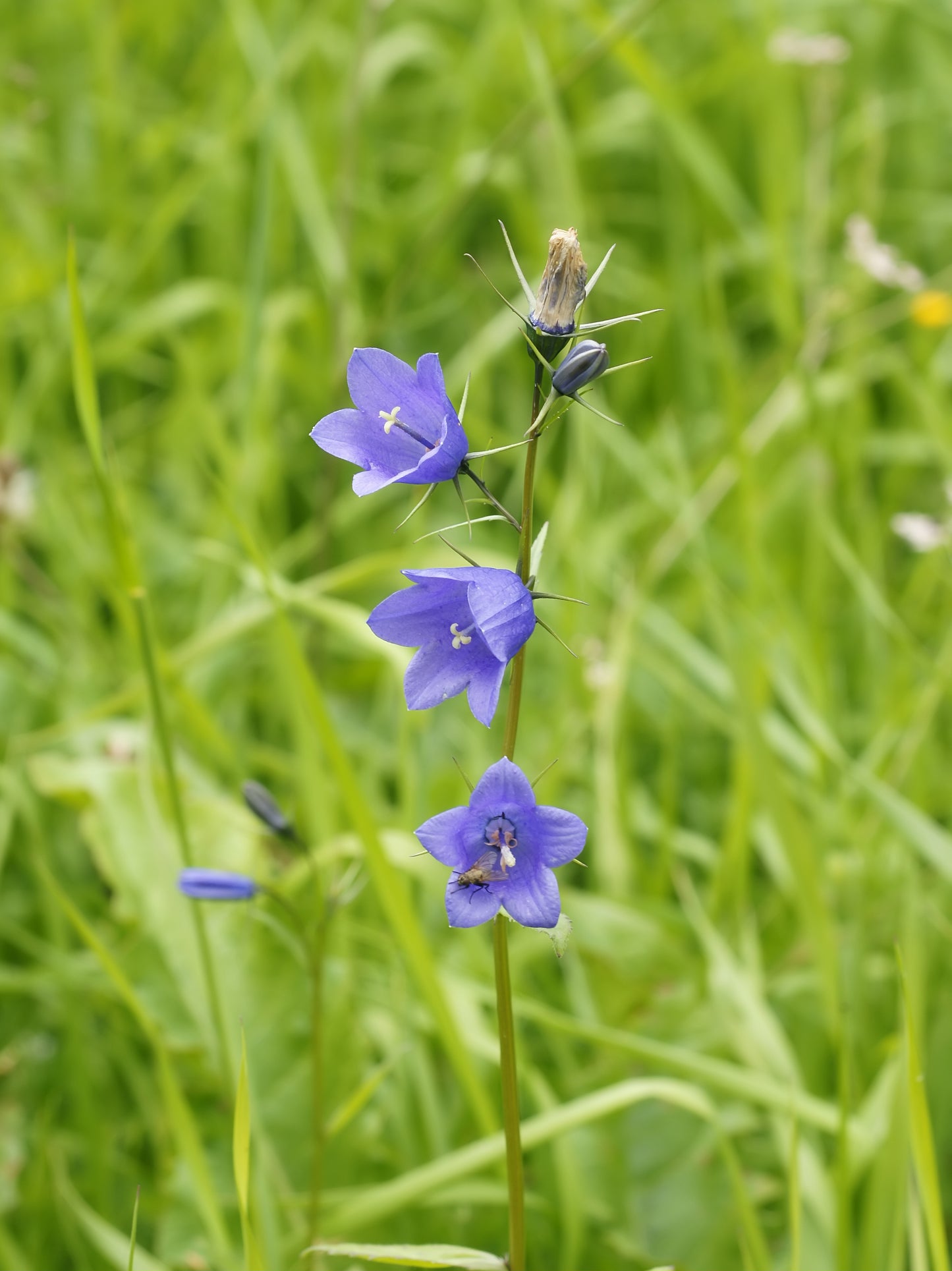 Harebell Campanula Rotundifolia 500 Seeds for Planting Blue-Violet Flowers
