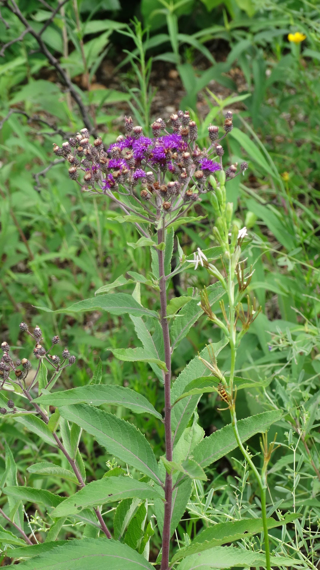 Missouri Ironweed Vernonia missurica 250 Seeds for Planting Bright Magenta Flowers