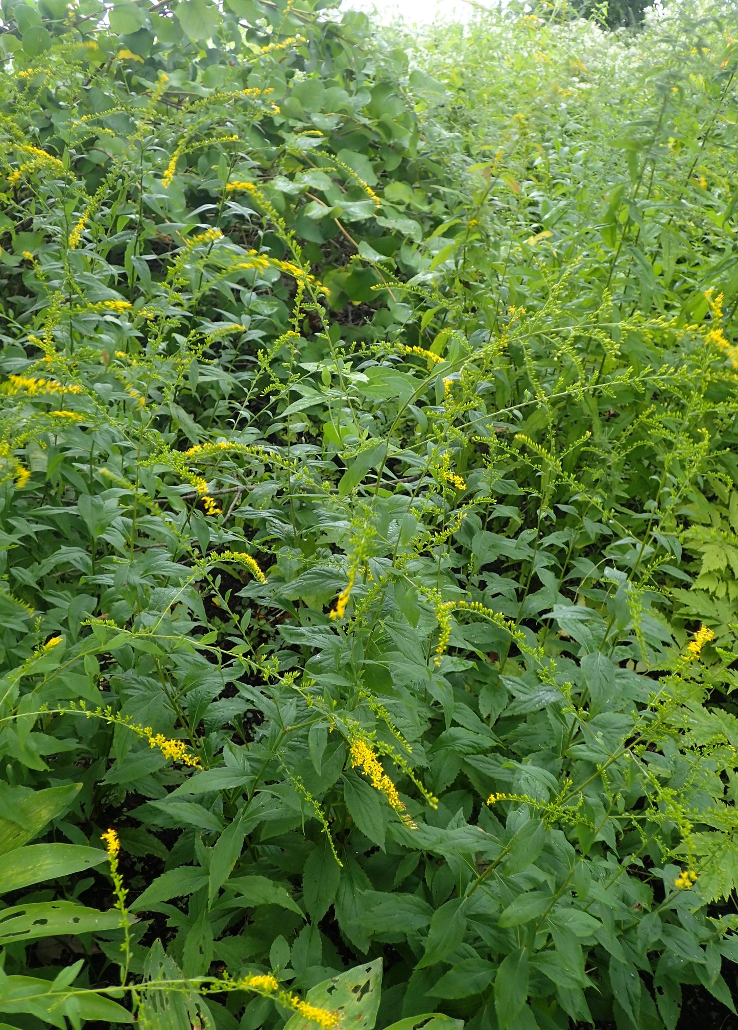 Elm-leaved Goldenrod Solidago ulmifolia 800 Seeds for Planting Native Wildflower Seeds