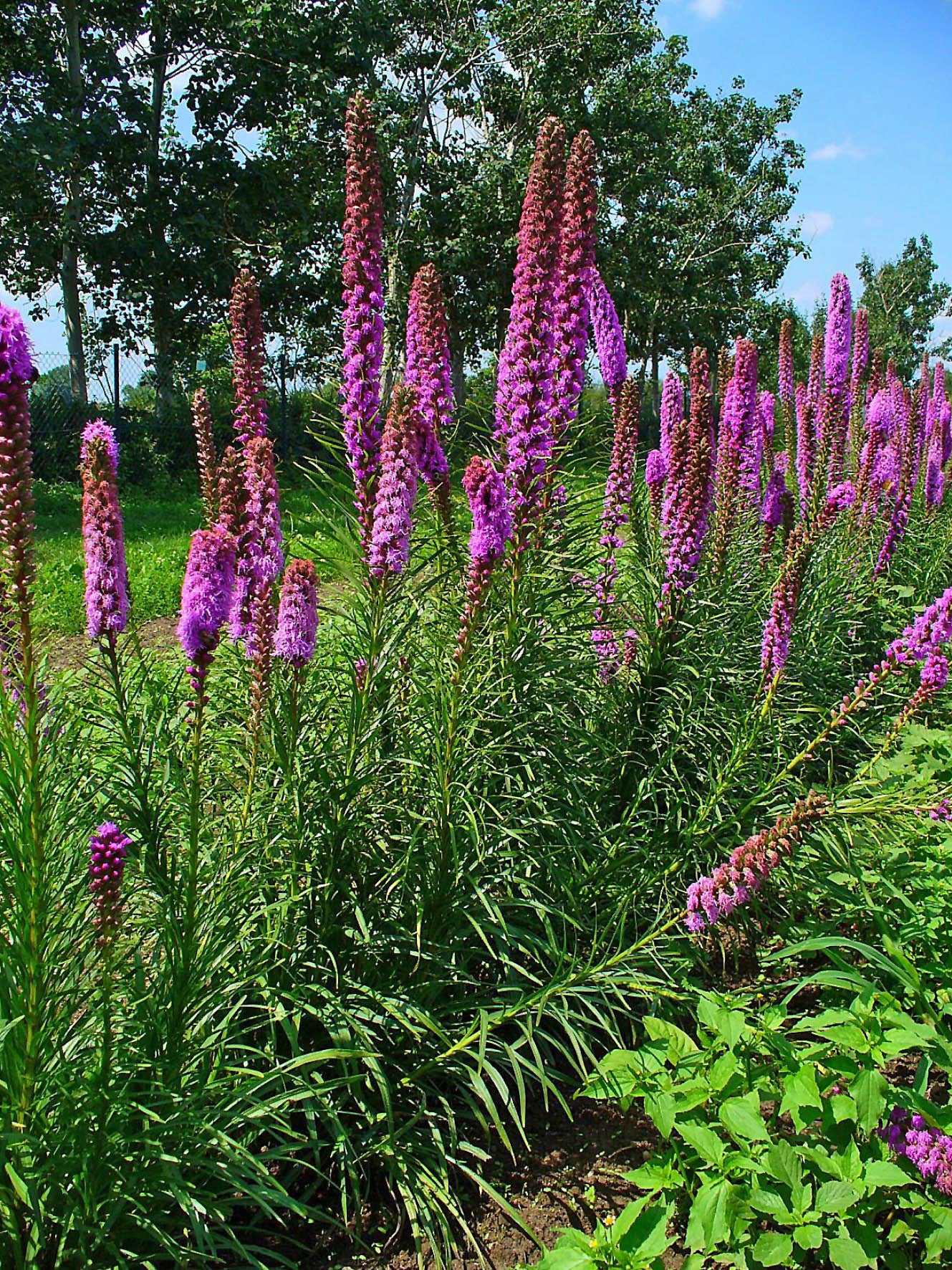 Marsh Blazing Star Liatris Spicata 150 Seeds for Planting